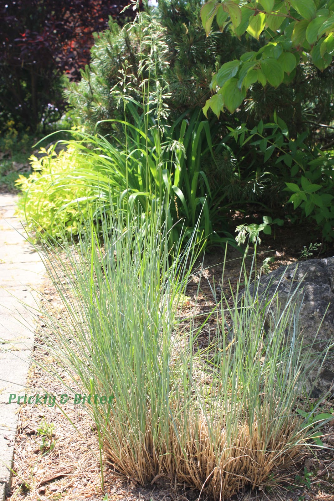 Prickly and Bitter An almostnative ornamental grass