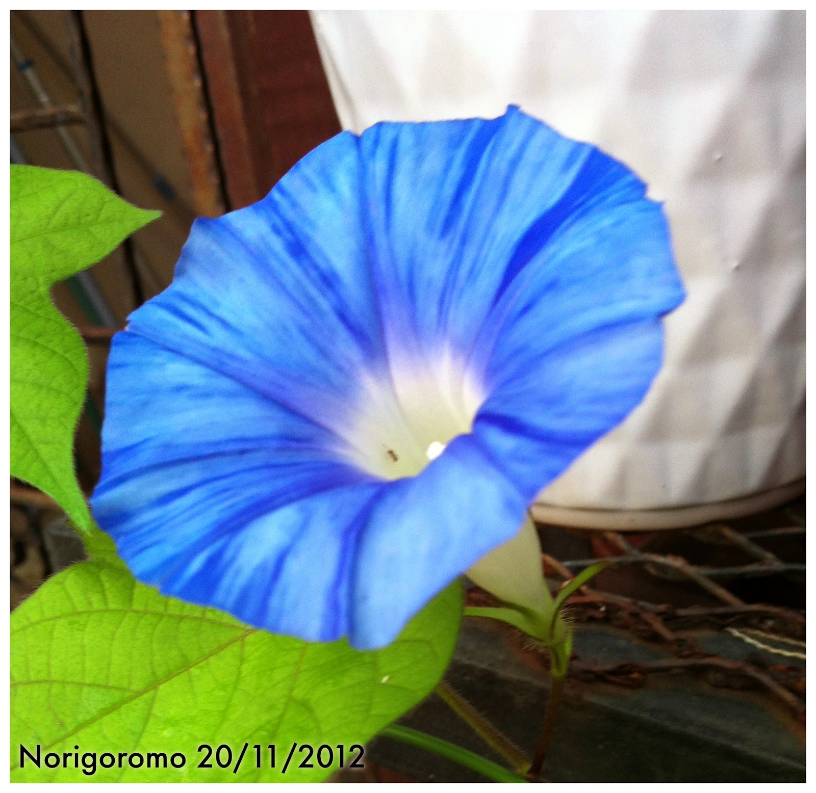 My Asagao Garden March 14