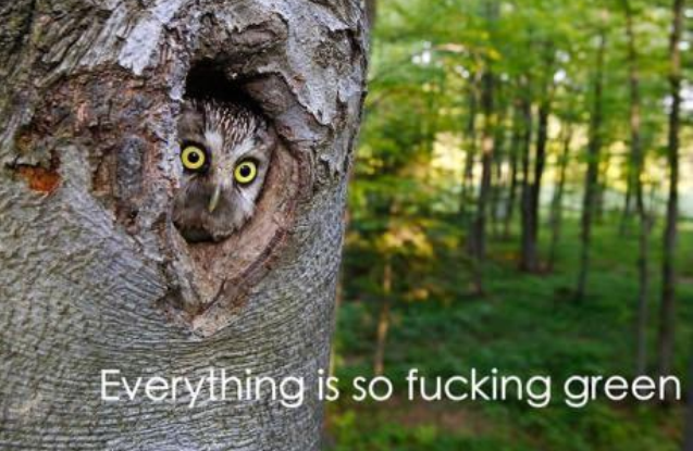 funny, owl funny, owl