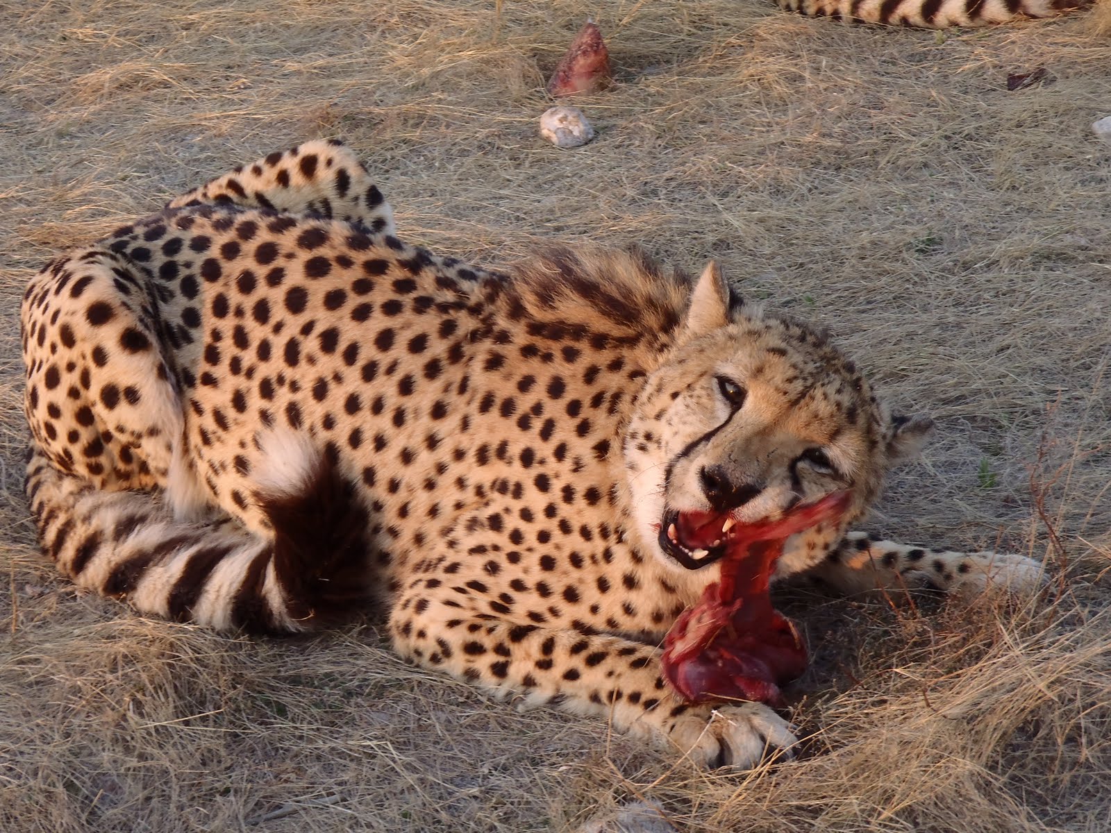 What Cheetahs Eat