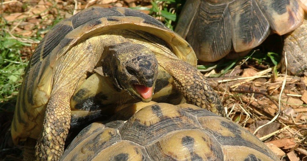 Zoológico Vive! Reproduccion de los Reptiles.