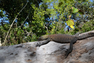 big lizard comodo dragon