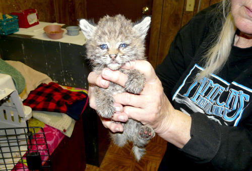 White Wolf Bobcat Kitten Rescued By Northern California Firefighters Photos Video