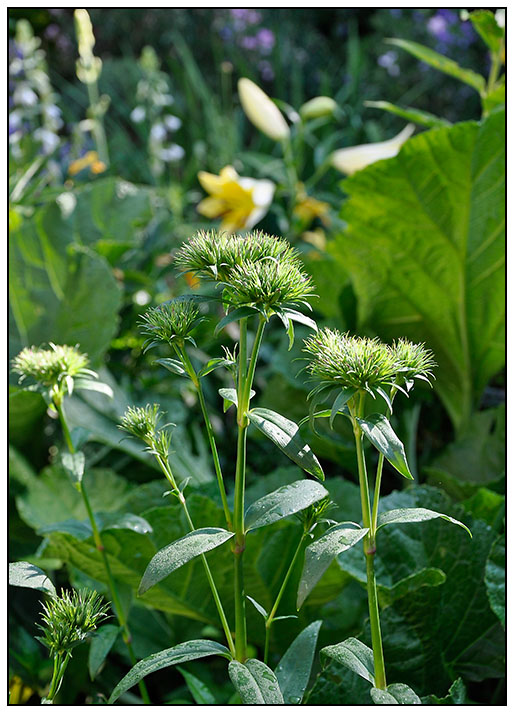 Ruby Slippers Oakleaf Hydrangea A Native Compact Flowering Shrub