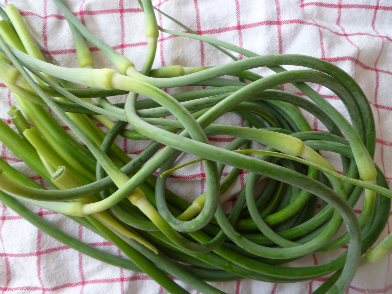 Fairmount Neighborhood Farmers Market Garlic Scape Pesto Pizza