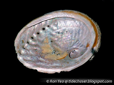 Abalone Shell (Haliotis sp.) Abalone Shell (Haliotis sp.)