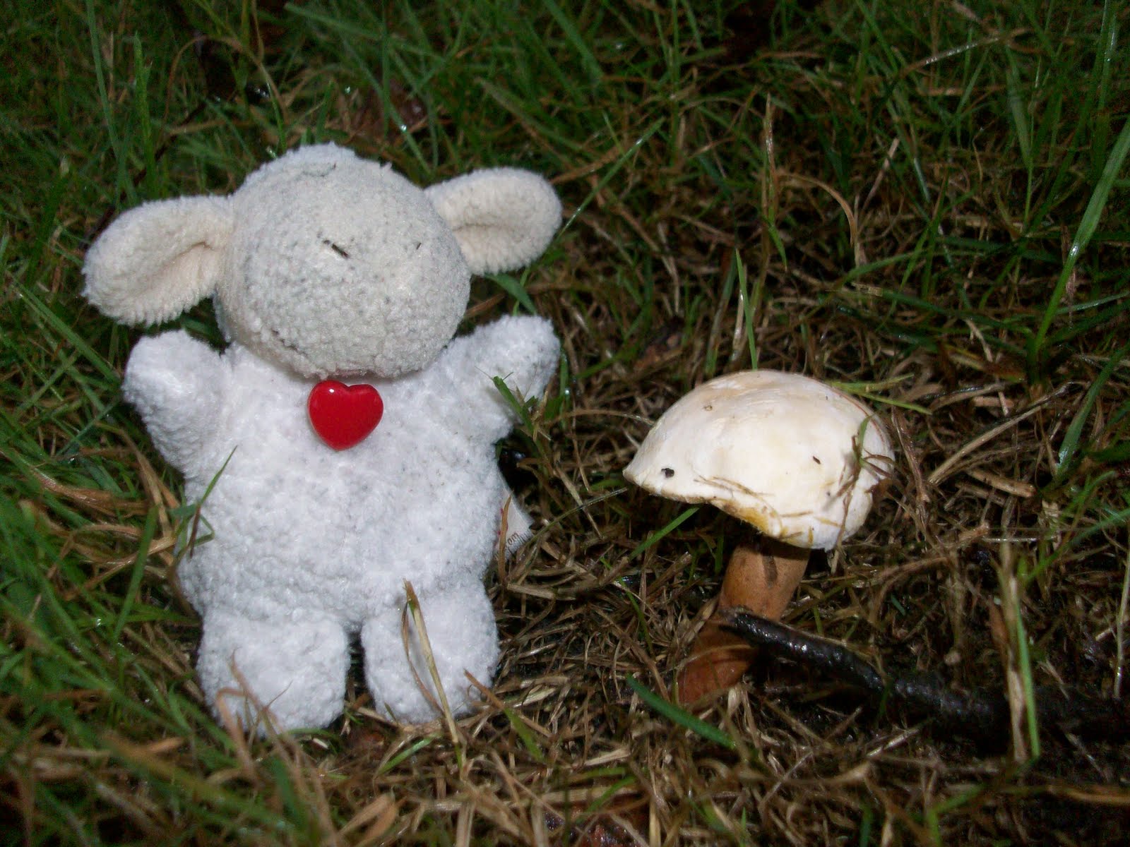 AP BIOLOGY PROJECT!!!: Fungi