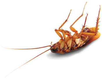 the cockroach by kevin halligan Halligan – “the cockroach” structure on its surface, deceptively simple, but actually really “tightly structured” sonnet – identify the rhyme scheme. the cockroach by kevin halligan Halligan – “the cockroach” structure on its surface, deceptively simple, but actually really “tightly structured” sonnet – identify the rhyme scheme.