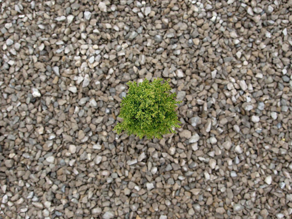 Das Schauerhaus: Vorgarten anlegen