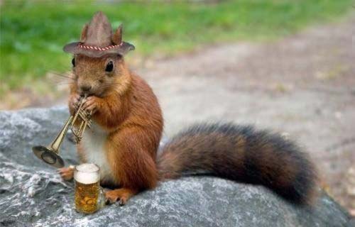 Funny-squirrel-Pic.jpg
