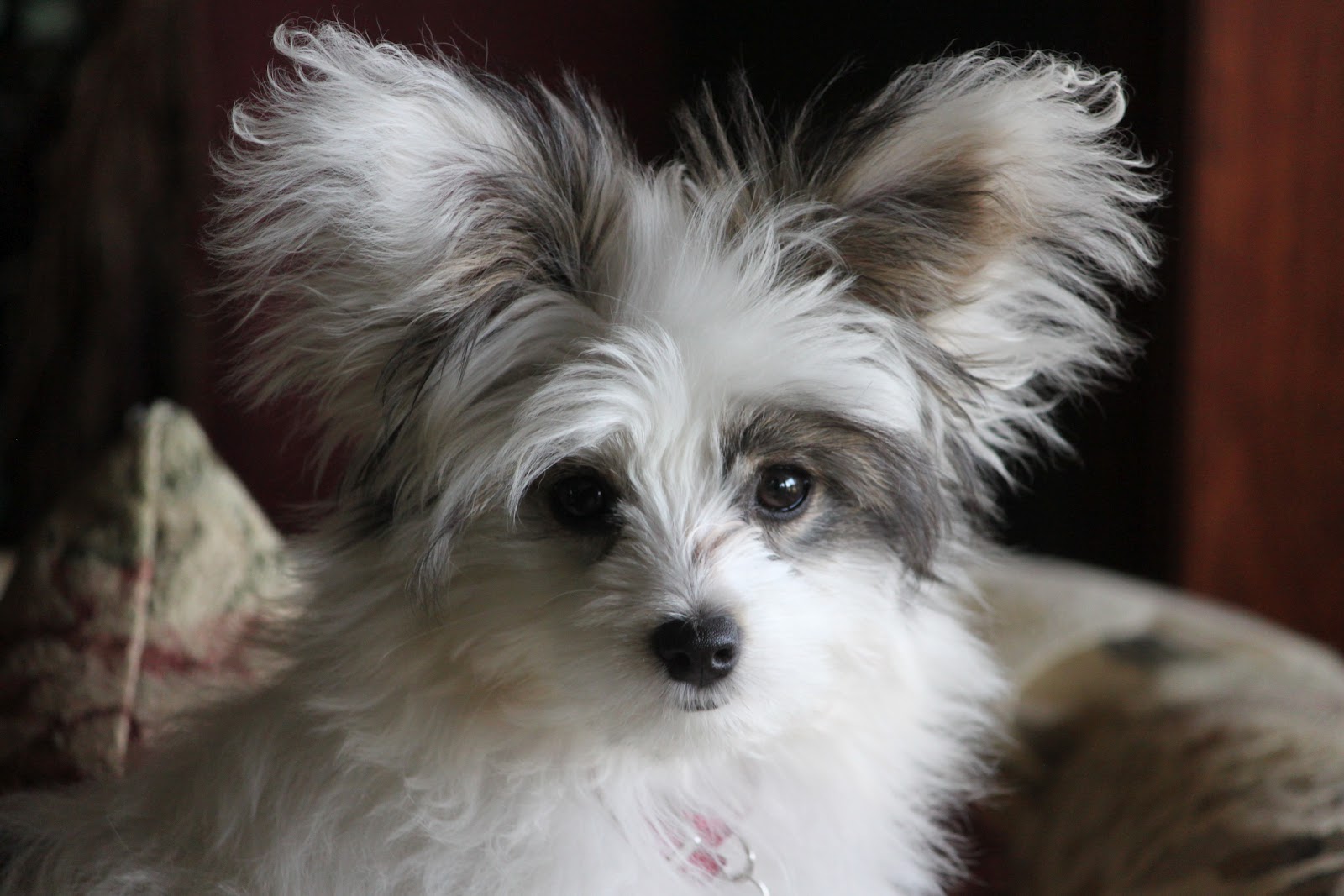 La Petite Farm in Ohio: April 2012