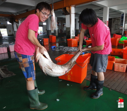 東石鄉漁民 鮸魚