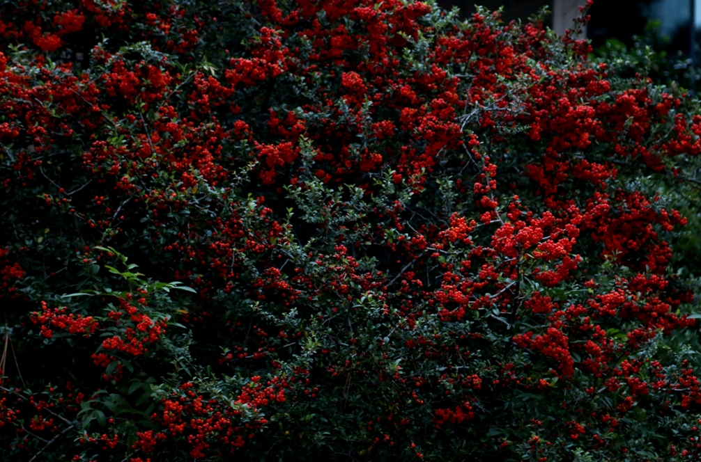 Garden Musings Perfectly Placed Pyracantha