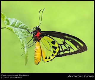 Colorful-butterfly-Wallpaper