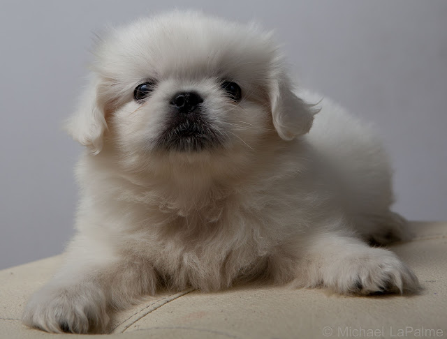 Pekingese © 2012 Michael LaPalme