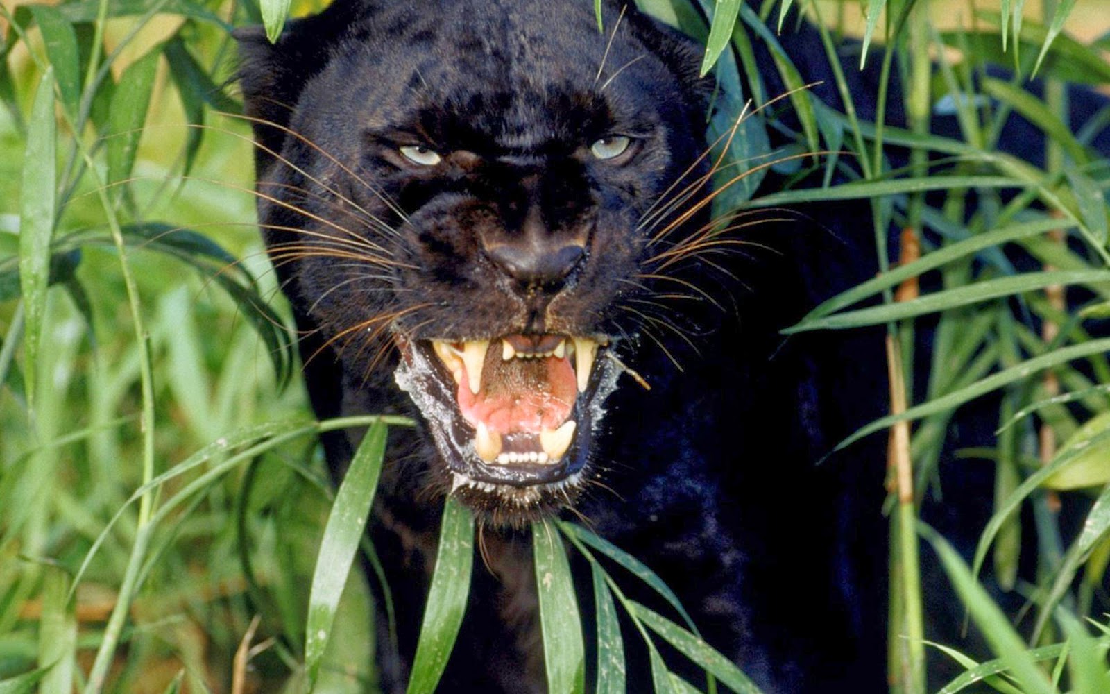 Desktop HD Wallpapers Free Downloads: Angry Black panther hd wallpapers