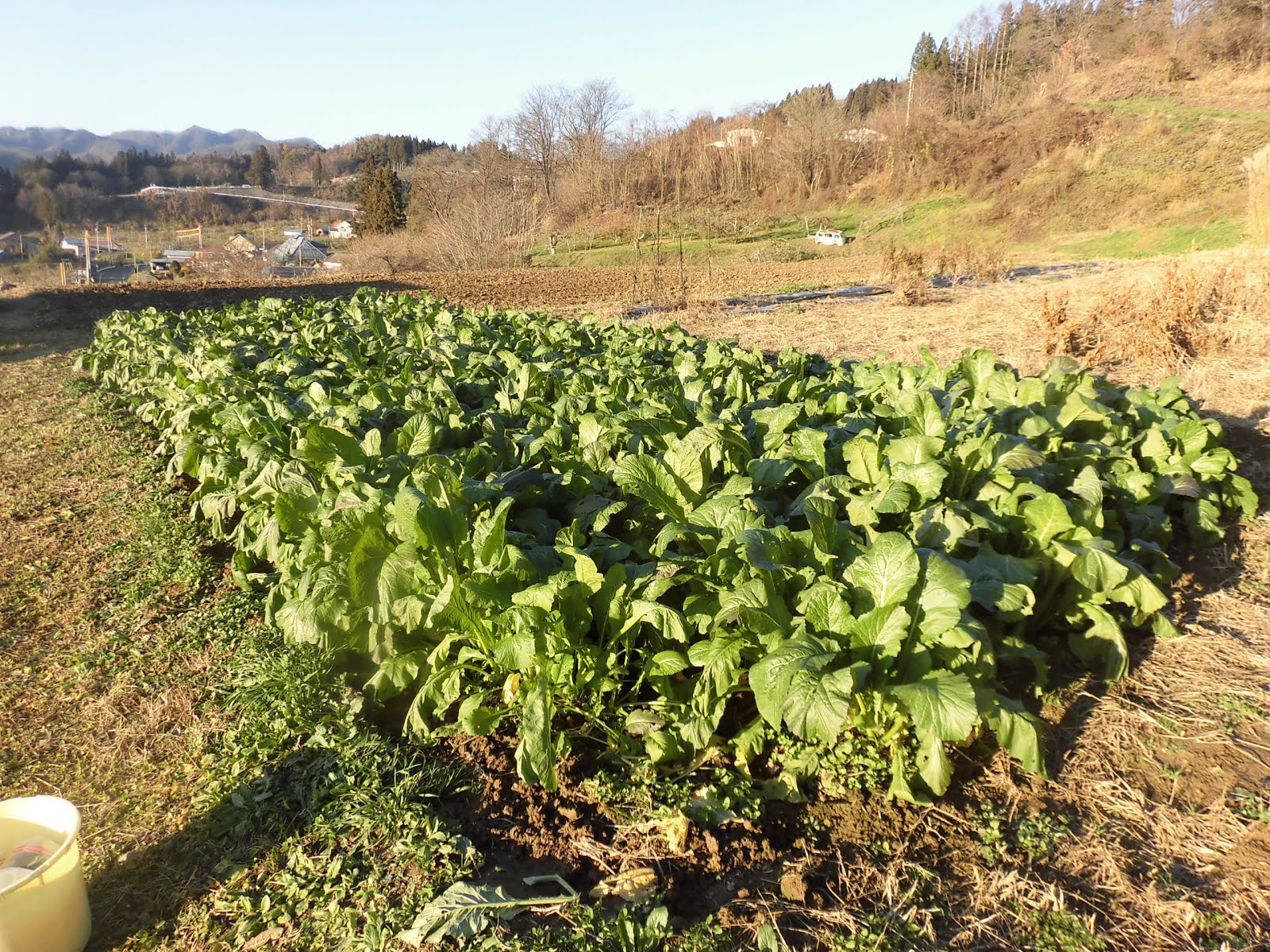 パチョコ農園 信州小川村で自給自足 だいずの楽校 野沢菜収穫 漬け込み