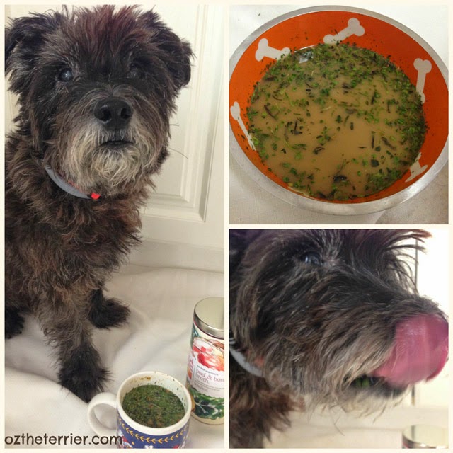 Winter Warmers Broths by The Honest Kitchen are sure to be a hit with your dog or cat