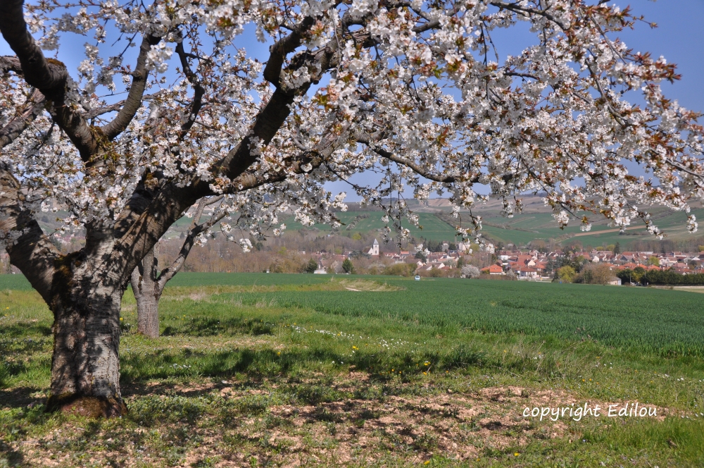 VINCELLES SOUS LE CERISIER