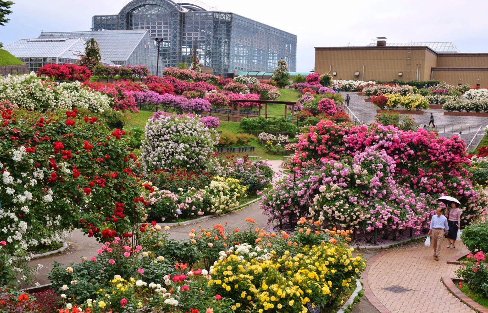 和の花だより 満開のバラ園 北九州市グリーンパークバラ園 1