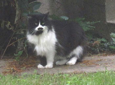 Long-haired black and white cat with prominent black moustache