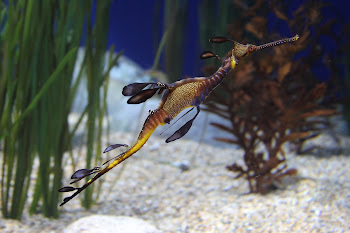 Seahorse Monterey Aquarium