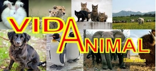 Vida Animal