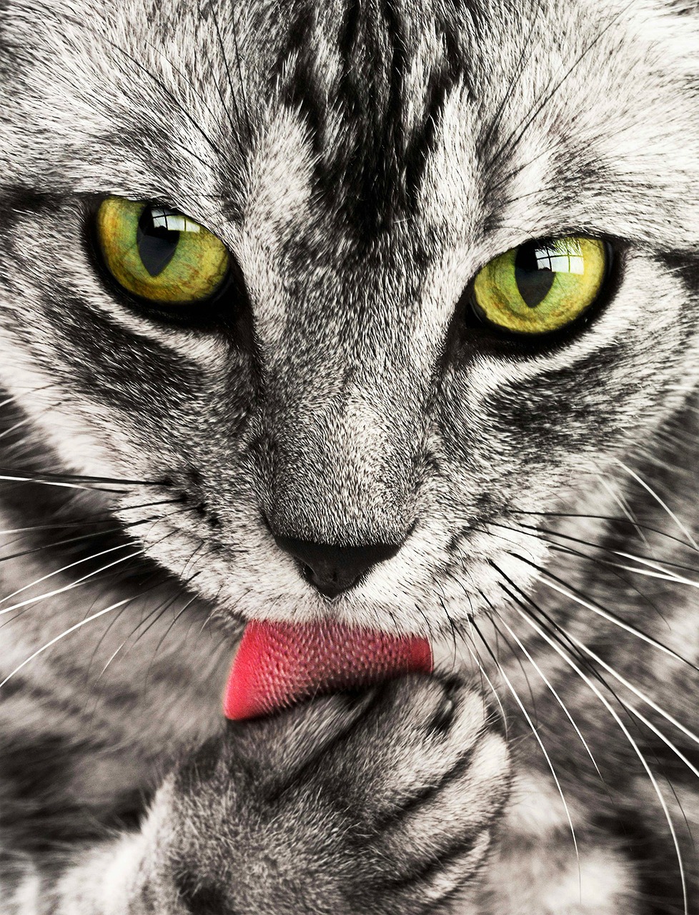 foto de gatito para imprimir foto de gatito para imprimir