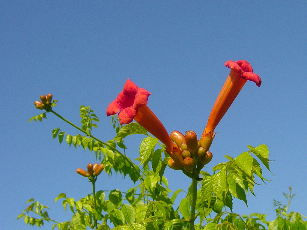 Pillar of Enoch Ministry Blog The True Vine and the Trumpet Call of God