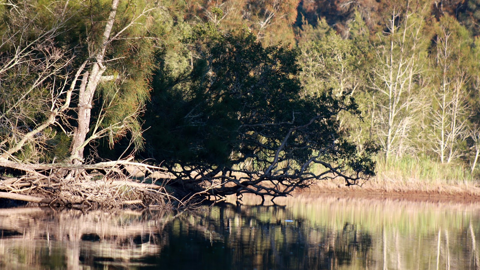 ROCK'S ADVENTURES CENTRAL COAST AVOCA LAGOON KAYAK 12 OCTOBER