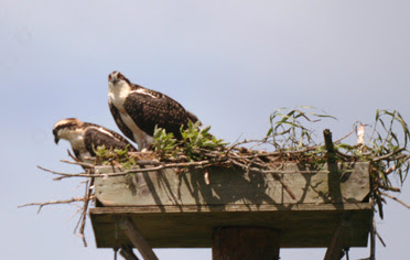 nesting shelf