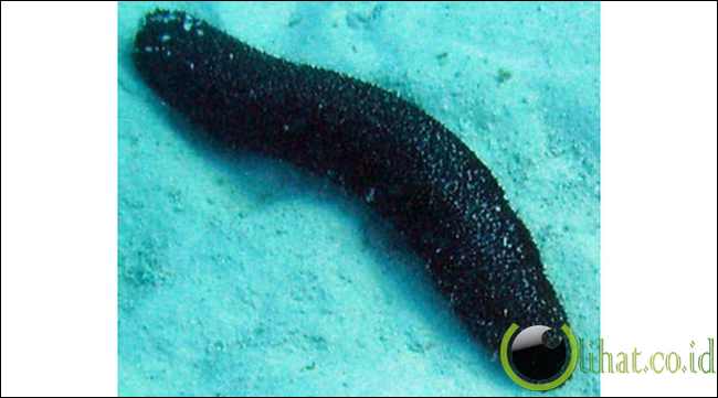 Plastik Biomedis Meniru Teripang Plastik Biomedis Meniru Teripang