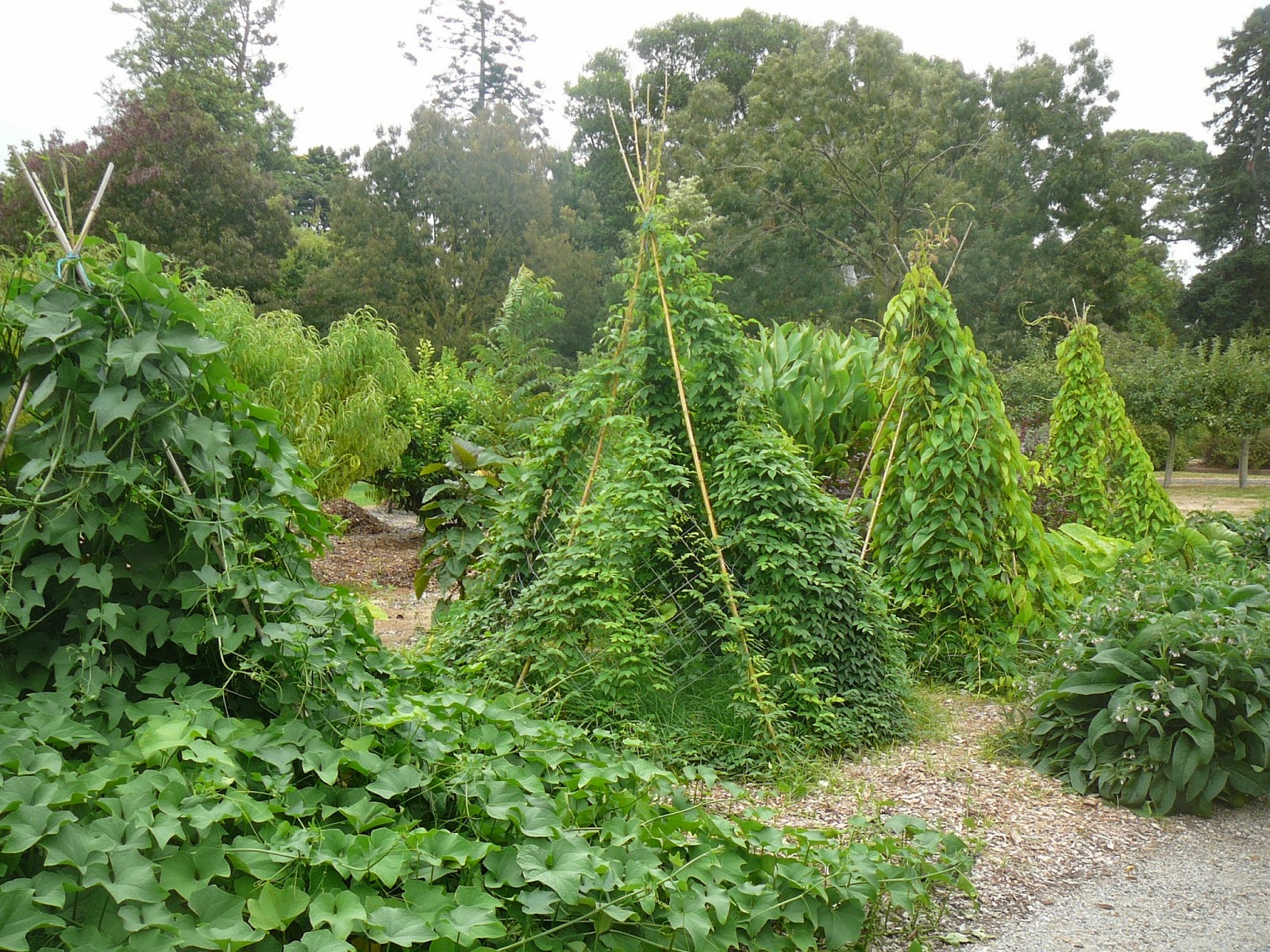 People, Plants, Landscapes Yams and the Burnley Edible Landscape
