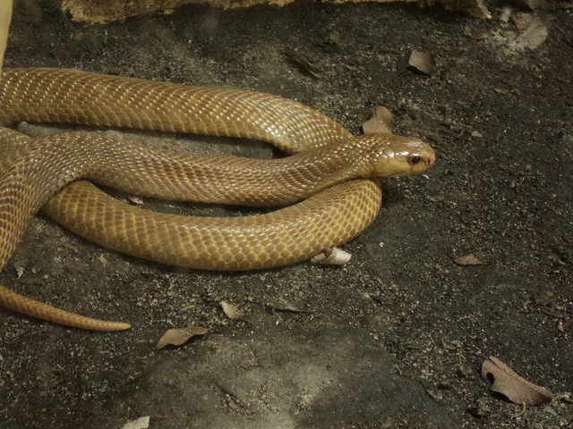 Snakes Philippine Cobra