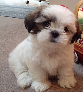 Dog Breed Shih Tzu Small Breed Dogs Pictures Dog Breed Shih Tzu Small Breed Dogs Pictures