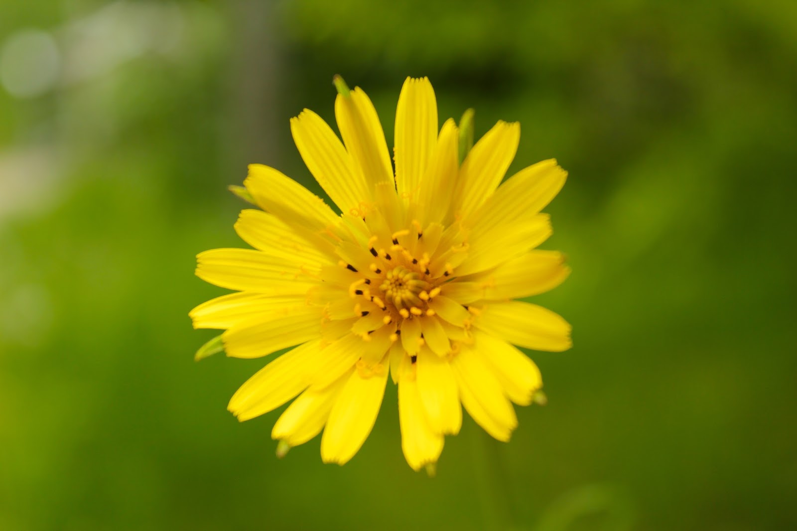 Remains of the Day Wildflower Wednesday June 10, 2015 Dandelion Mimics