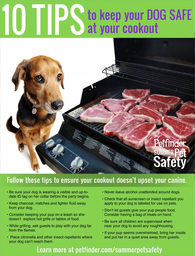 9 Tips On Keeping Your Outside Pet Safe From The Cold enid spca news summer pet safety 9 Tips On Keeping Your Outside Pet Safe From The Cold enid spca news summer pet safety