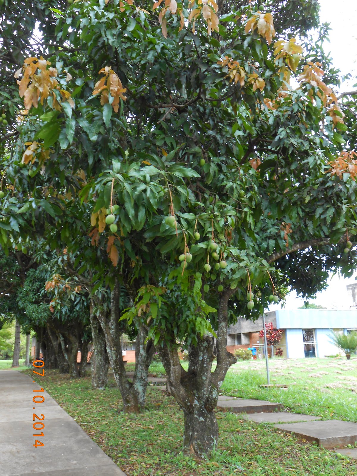 Árvores de Assis: Mangueira