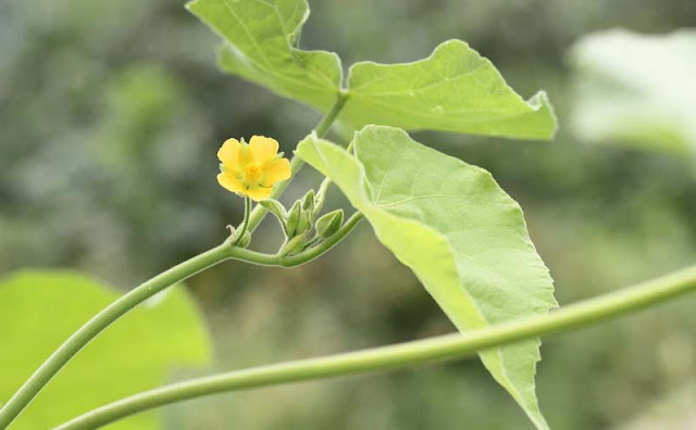 Indian Mallow Flowers