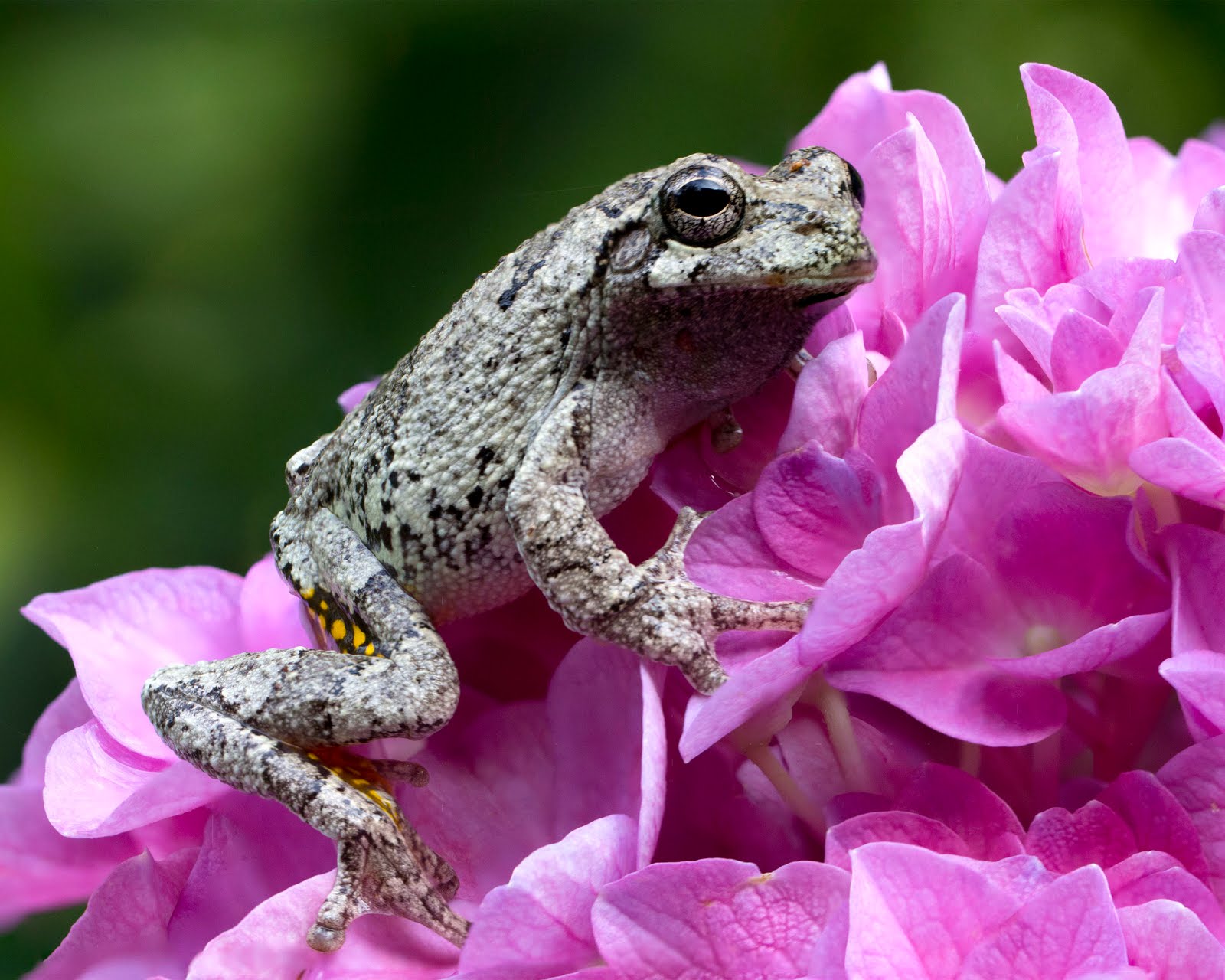 Virginia Life Tree Frogs in the Back Yard