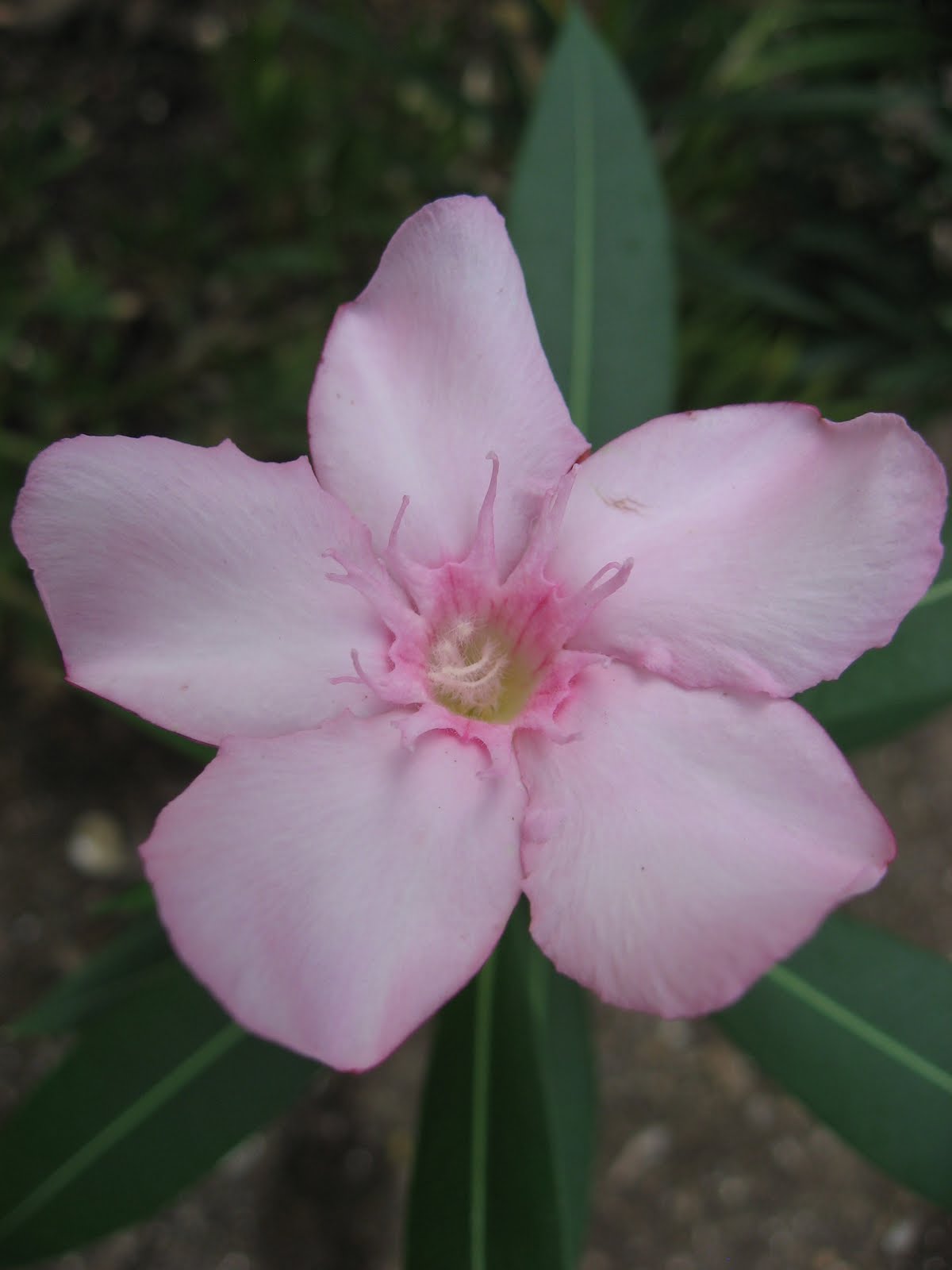Flowers Oleander