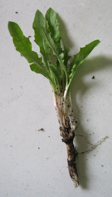 Tap root from a weed