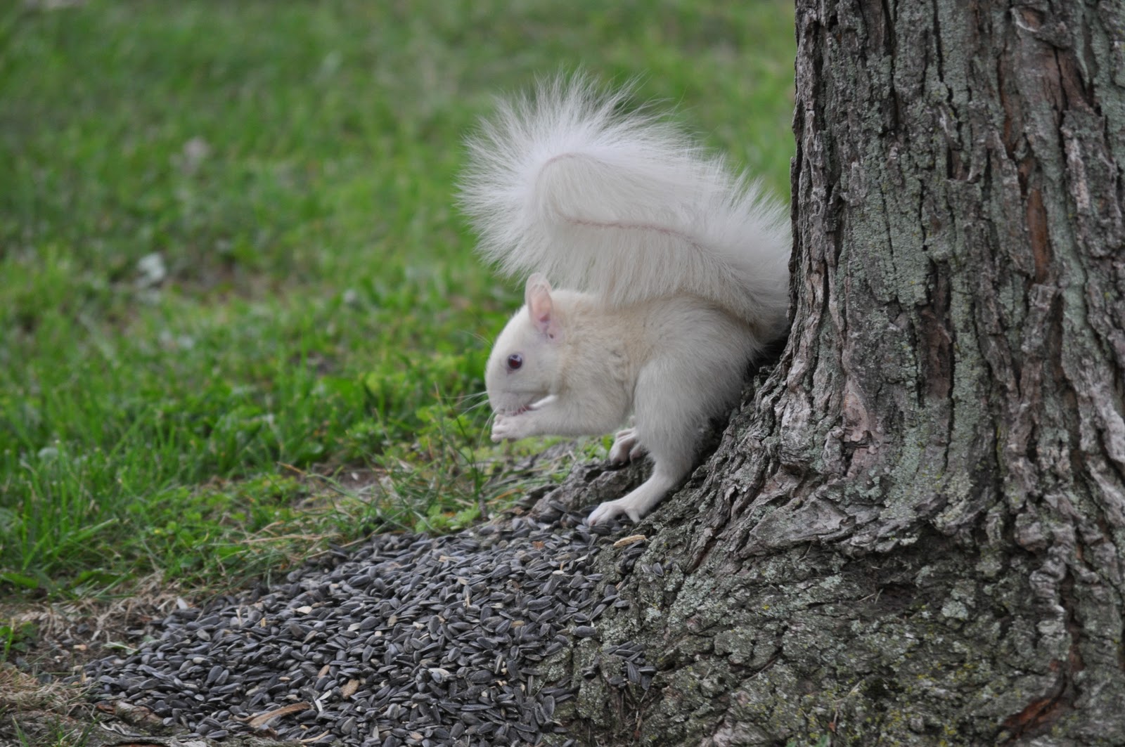 Child of a Frosty Morning Musings of a WellTraveled Southerner