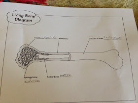 Life's Adventures: Learning about the skeletal system
