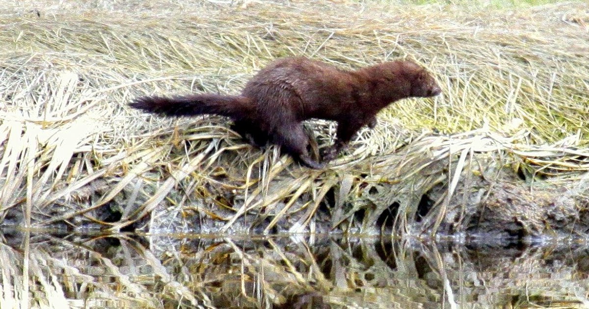 Fisher Cat Screech Fisher cat sound fighting ISBAGUS