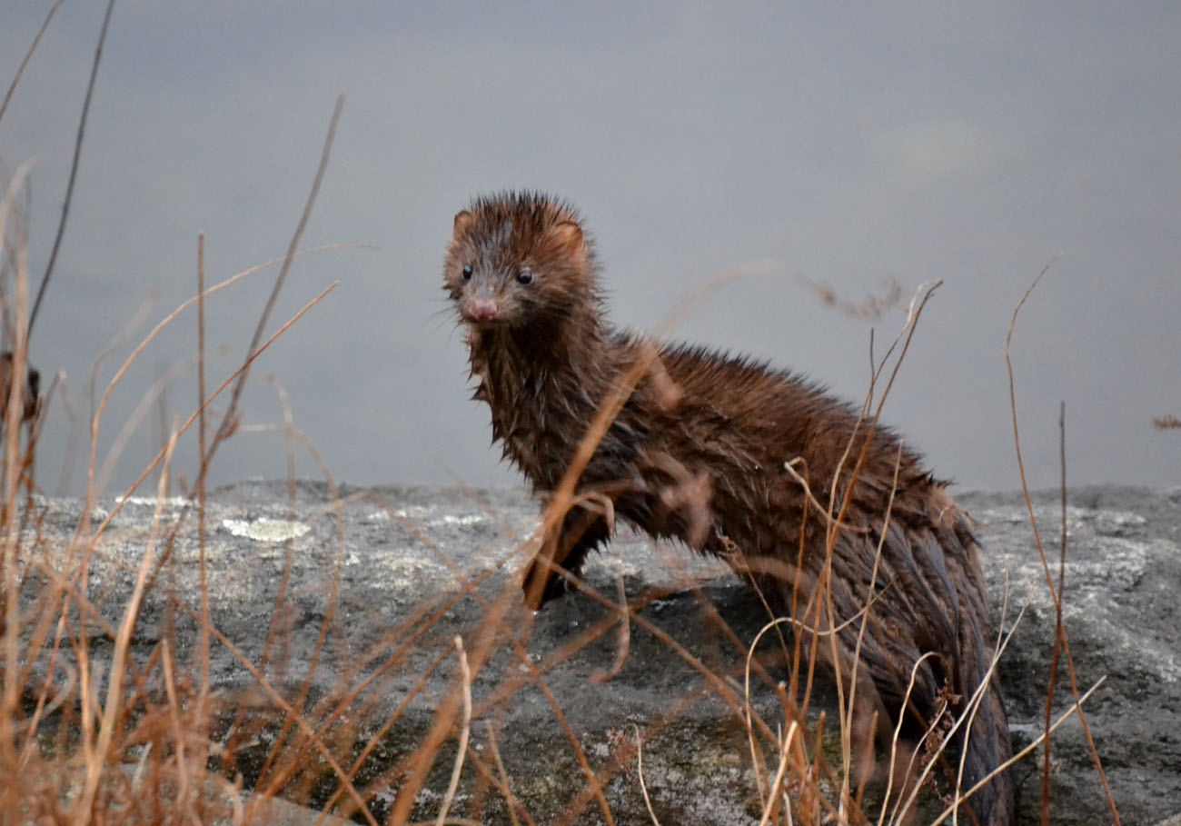 Woods Walks and Wildlife Meeting a Mink, and Various Spring Sights