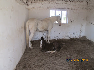 Mare with foal in the barn stall..