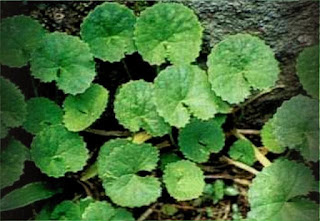 Daun Pegagan