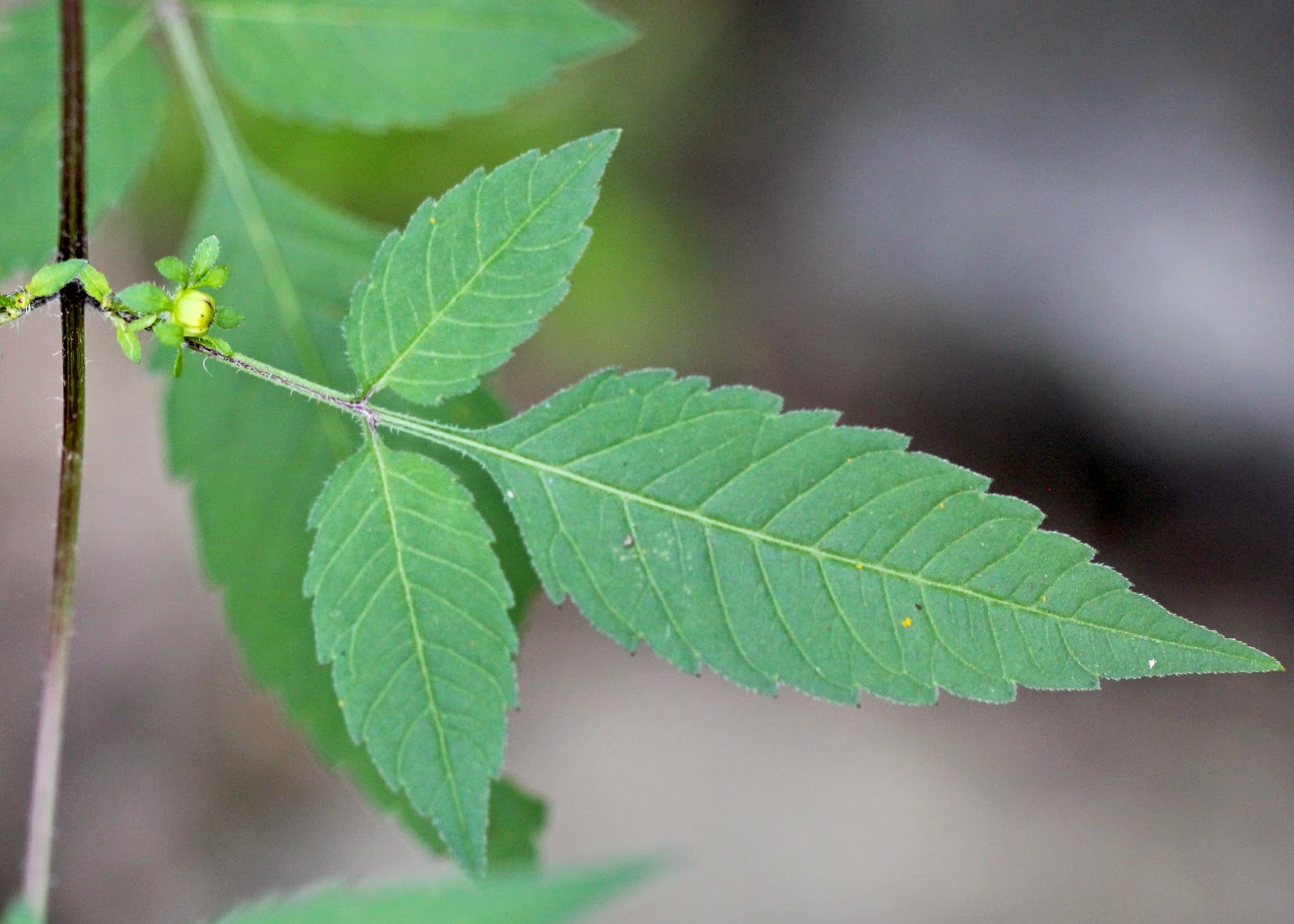 Three Leaf Plants Not Poison Ivy Plant Ideas