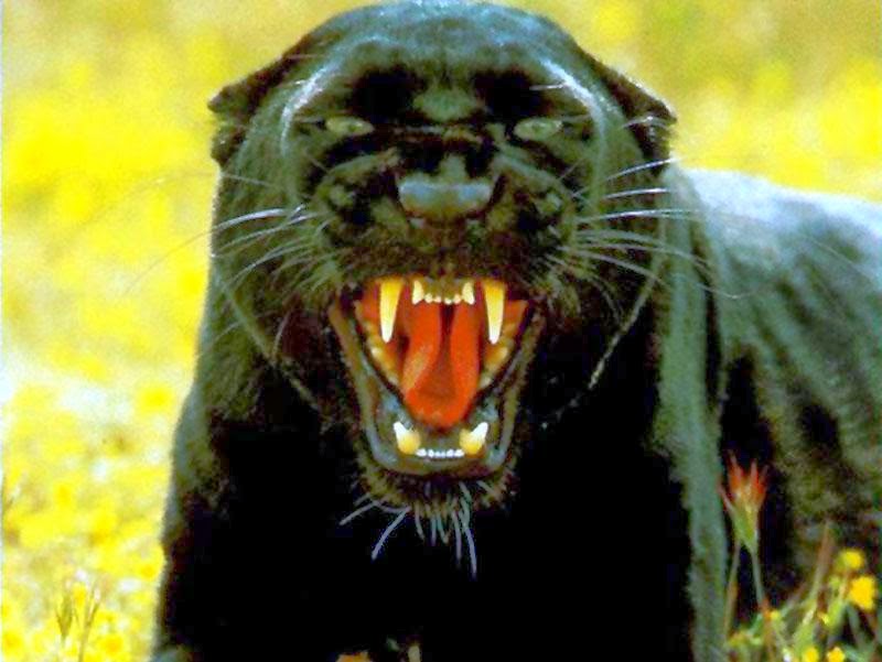 Desktop HD Wallpapers Free Downloads: Angry Black panther hd wallpapers